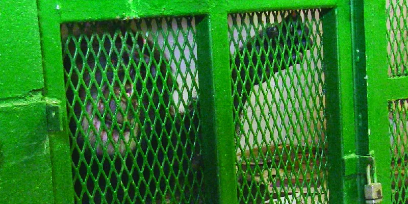 Figure 8.12 This is Tommy the Chimpanzee’s “home,” a stretch of the word by any definition. The question in the court case brought on behalf of Tommy and Kiko, another chimpanzee, is whether animals should have the right of habeas corpus to be freed from involuntary confinement. (credit: From the film Unlocking The Cage. Directed by Chris Hegedus and D A Pennebaker. Copyrighted © 2015 Pennebaker Hegedus Films, Inc. All Rights Reserved. Used with permission.)